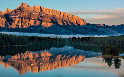 猪们住得舒服了, 长得也更快了