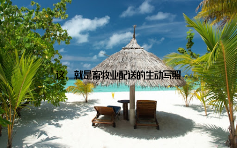 这, 就是畜牧业配送的生动写照