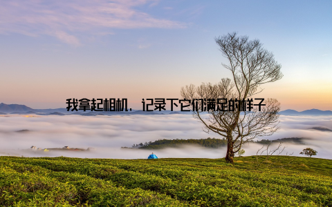 我拿起相机, 记录下它们满足的样子