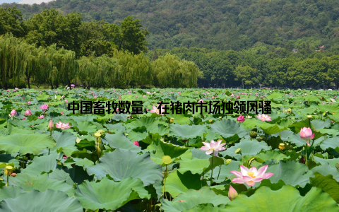 中国畜牧数量, 在猪肉市场独领风骚