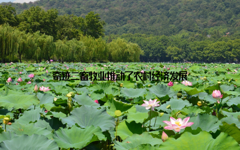 奇迹二畜牧业推动了农村经济发展