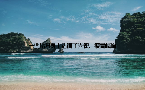 一些猪只身上沾满了粪便, 瘦骨嶙峋