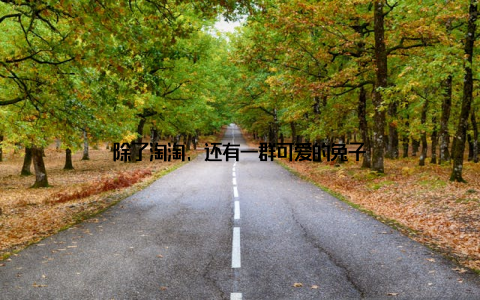 除了淘淘, 还有一群可爱的兔子