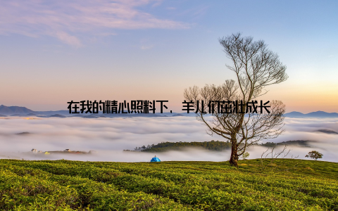 在我的精心照料下, 羊儿们茁壮成长