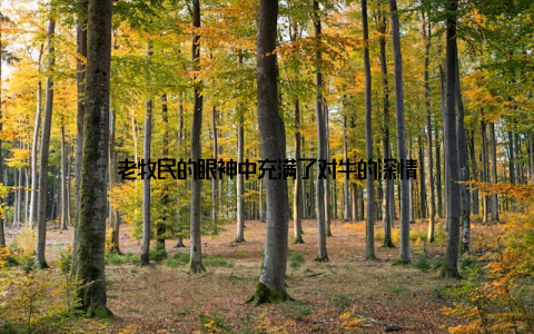 老牧民的眼神中充满了对牛的深情