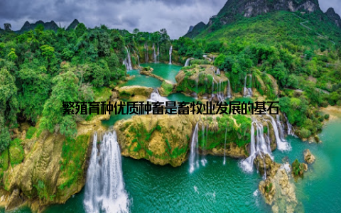 繁殖育种优质种畜是畜牧业发展的基石